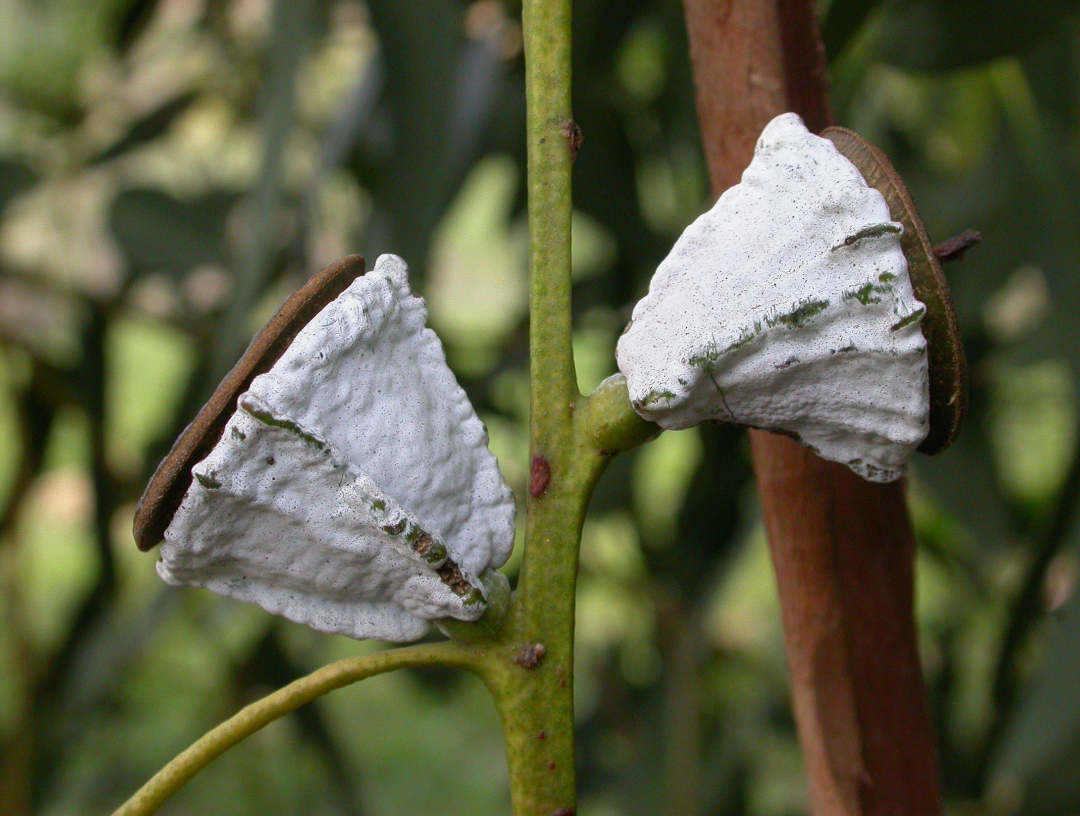Eucalyptus globulus   Eucalyptus intertexta